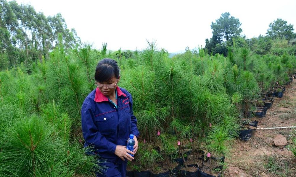 ចិនរៀបចំ​កម្មវិធី​អនឡាញផ្តល់លុយឱ្យប្រជាជនដែលដាំដើមឈើ