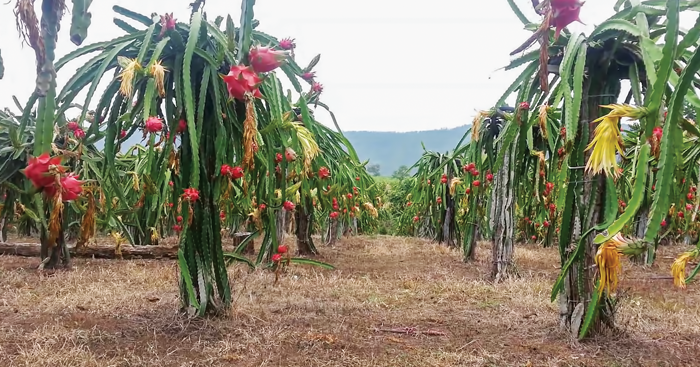ដាំ​ដើម​ស្រកានាគ​ងាយស្រួល​ថែទាំ និងមាន​អតិថិជន​គាំទ្រ​ច្រើន​នៅលើ​ទីផ្សារ