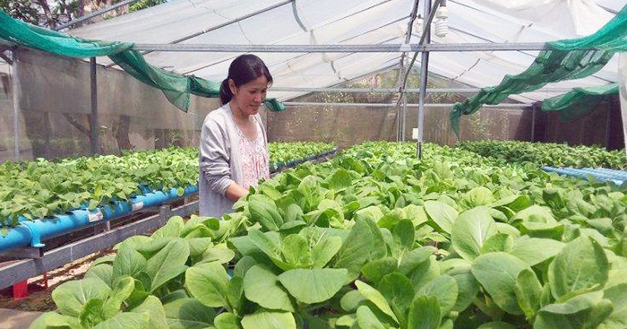 កម្ពុជាត្រូវការបន្លែប្រមាណ200 ទៅ400តោនក្នុងមួយថ្ងៃ