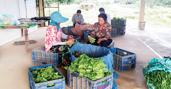 អ្នកជំនាញ​កសិកម្ម​ជំរុញ​ឱ្យ​ប្រជាជនងាក​មក​ដាំ​បន្លែ​សុវត្ថិភាព ដើម្បី​កាត់បន្ថយ​បន្លែ​គីមី