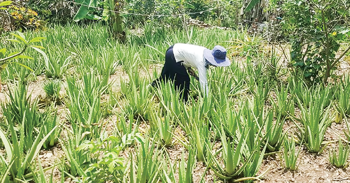 ដាំ​ប្រទាល​កន្ទុយក្រពើ​តិចតួច​នៅផ្ទះ អាច​រកចំណូលបាន​ពី6-8ម៉ឺន​រៀល​ក្នុង​មួយថ្ងៃ