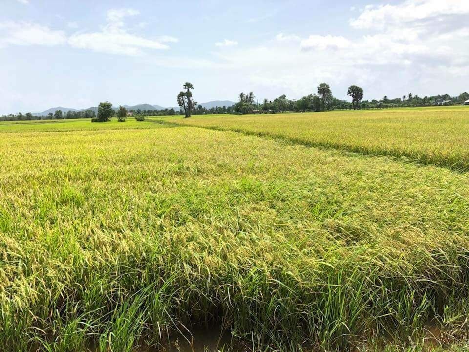 ក្រុមហ៊ុន​ក្នុងស្រុក​មួយ​សហការ​ជាមួយ​កសិករ​ផលិត​ស្រូវ​នាំទៅ​ក្រៅប្រទេស