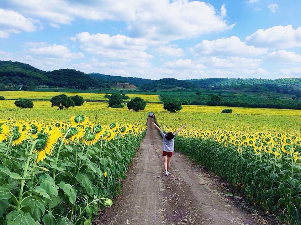 សួនផ្កា​ឈូករ័ត្ន ប្រចាំខេត្ត ណៈខនរ៉ាតស៊ីម៉ា កំពុងសម្ញែងភ្នែកទេសចរ