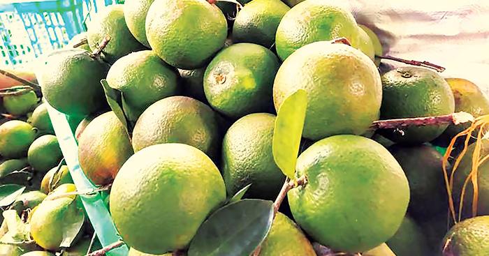 ក្រូចពោធិ៍សាត់​ខ្មែរ មាន​រសជាតិ​ឆ្ងាញ់ លក់ដាច់​ខ្លាំង​នៅលើ​ទីផ្សារ