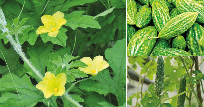 ដំណាំ ម្រះ