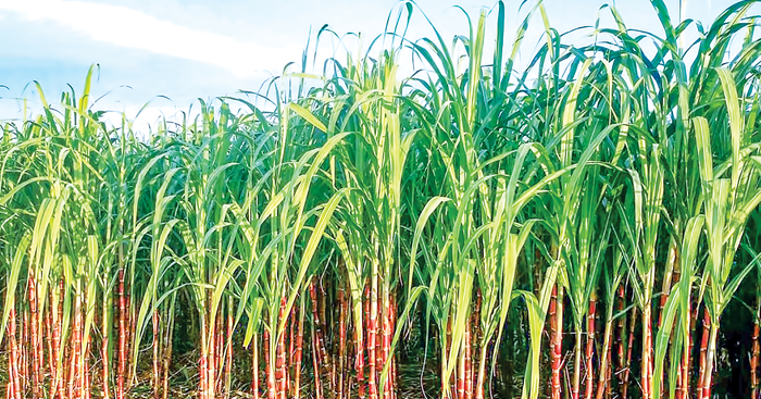 តើ​កសិករ​គួរ​ដាំ​អំពៅ​ពេលណា​ ដើម្បី​កុំឱ្យចំណាយ​ច្រើន និង​ទីផ្សារត្រូវការខ្លាំង?