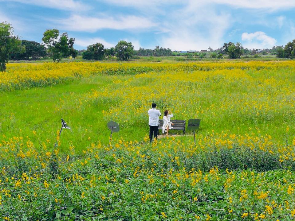 ទេសភាពវាលស្រែ «ផ្កាស្នោ» តំបន់ទេសចរណ៍បែបស្រុកស្រែកំពុងល្បីខ្លាំងនៅក្នុងប្រទេសថៃ