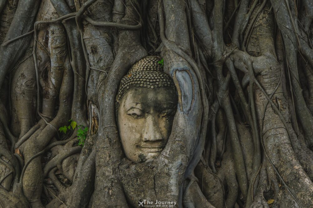 ទៅមើលព្រះកេសព្រះពុទ្ធបដិមានៅក្នុងឫសឈើ នៅតំបន់ទេសចរណ៍បុរាណក្នុងប្រទេសថៃ