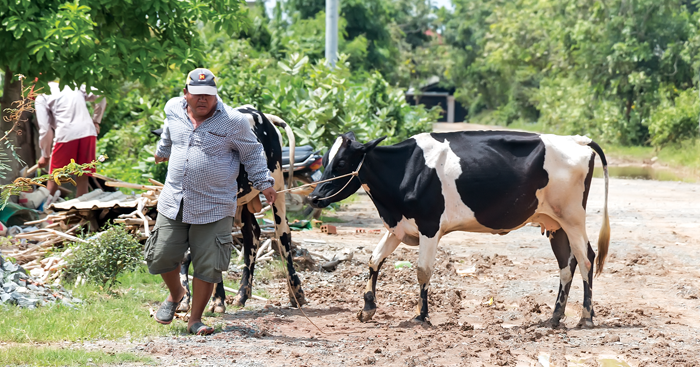 ចិញ្ចឹម​គោ​យក​ទឹកដោះ ទទួលបាន​ប្រាក់ចំណេញ​ច្រើនជាង​ចិញ្ចឹម​គោ​យក​សាច់
