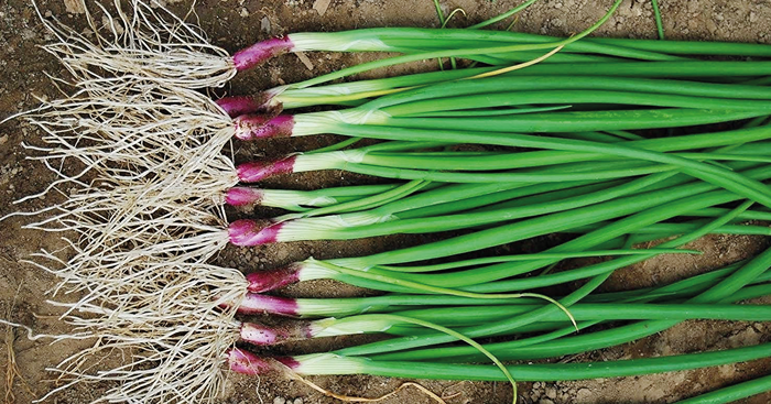 ដំណាំ​ ស្លឹកខ្ទឹម