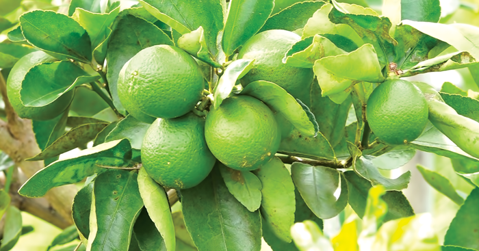 កសិករ​ខ្មែរ​នាំគ្នា​ងាក​មក​ដាំ​ក្រូចឆ្មារ ដើម្បី​ទប់ស្កាត់​ការនាំ​ចូល​ពី​ប្រទេសជិតខាង