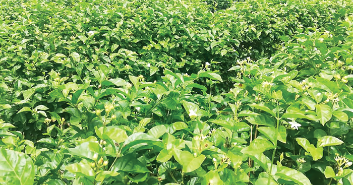 ដាំ​ផ្កាម្លិះ​លើដី​កន្លះ​ហិកតា បេះ​ផ្កា​លក់បាន​ពី10 ទៅ20ម៉ឺន​រៀល​រៀងរាល់ថ្ងៃ