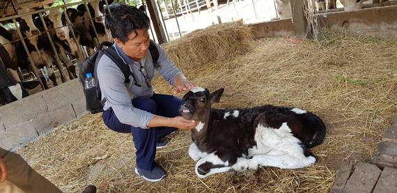 ​ ចុងឆ្នាំ​2018នេះ កសិដ្ឋាន​ផលិត​ទឹកដោះគោ​ខេត្តព្រះវិហារ នឹង​ដំណើរការ