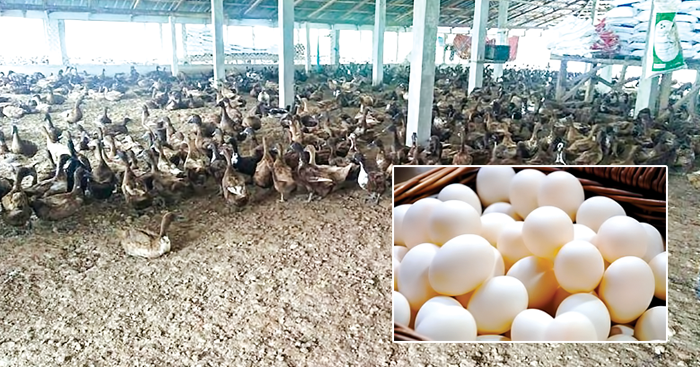 ចិញ្ចឹម​ទា ទទួលបាន​ប្រាក់ចំណូល​ខ្ពស់ ព្រោះ​អាច​លក់បាន​ទាំង​ស៊ុត និង​សាច់