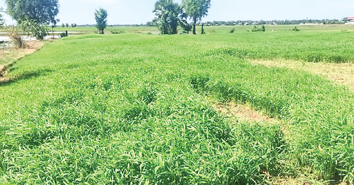 ដំណាំត្រកួន ឆាប់ទទួលបានផល និងជួយឱ្យគ្រួសារមានជីវភាពកាន់តែប្រសើរ