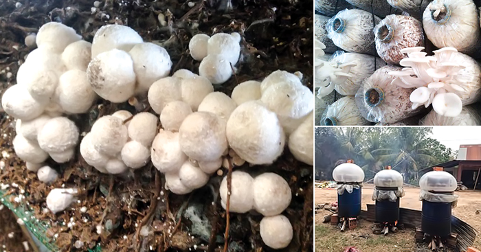 ផ្សិត​អំបោះ​មាន​តម្រូវការ​ខ្ពស់​នៅលើ​ទីផ្សារ តែ​ពុំ​សូវ​មាន​កសិករ​ដាំ