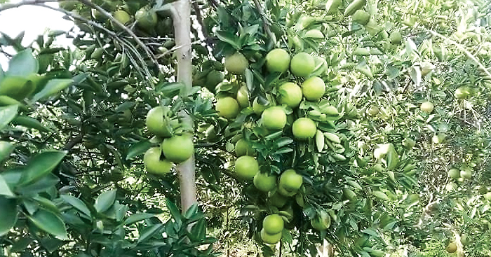 អ្នក​ខេត្តពោធិ៍សាត់​ប្រាប់​ពី​ការដាំ​ដើម​ក្រូចពោធិ៍សាត់ ឱ្យទទួល​បាន​ផល​ល្អ