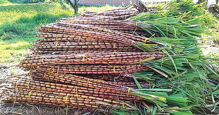 អបអរសាទរ! តម្លៃ​អំពៅ​ឆ្នាំនេះ​កើនឡើង​ខ្លាំង​លើស​ឆ្នាំមុន100%