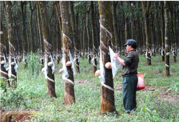 ការនាំចេញជ័រកៅស៊ូឆ្នាំ2018 កម្ពុជាទទួលចំណូលជិត 300លានដុល្លារ