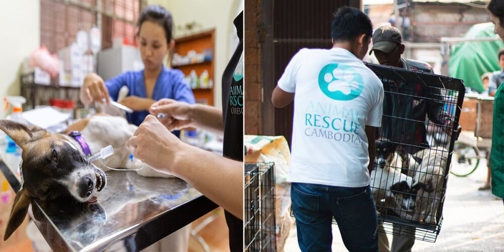 តោះ​ស៊ែ​រ​ភ្លាម​!​ ​សូម​នាំ​សត្វ​ចិញ្ចឹម​របស់​លោកអ្នក​មក​ទទួល​សេវា​ចាក់​វាក់​សាំង​ការពារ​ជំងឺឆ្កែឆ្កួត​ដោយ​ឥត​គិត​ថ្លៃ