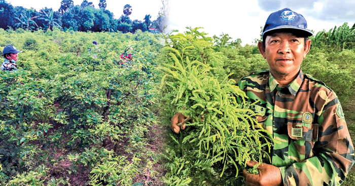 ដាំ​ដើម​អម្ពិល​យក​ត្រួយ​លក់​ ងាយស្រួល​ថែទាំ​ ហើយ​រក​ប្រាក់ចំណូល​បាន​រាល់ថ្ងៃ​