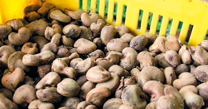 តម្លៃ​គ្រាប់ស្វាយចន្ទី​ឆ្នាំនេះ​ធ្លាក់ចុះ​ជាង​ឆ្នាំមុន​ខ្លាំង