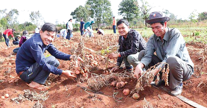 ការ​ពិសោធ​ដាំដុះ​ដំឡូងបារាំង​នៅក្នុង​ខេត្តមណ្ឌលគិរី​កំពុង​ទទួល​បាន​ទិន្នផល​ល្អ​