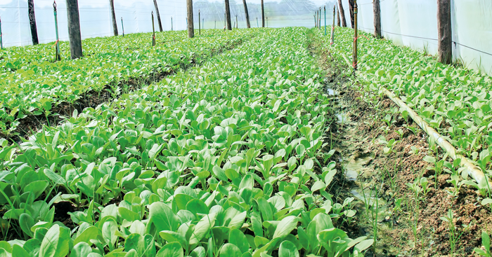 បន្លែ​សុវត្ថិភាព​ចាប់ផ្តើម​មាន​ទីផ្សារ​ ខណៈ​បន្លែ​ប្រើប្រាស់​សារធាតុគីមី​ប្រឈម​នឹង​ការ​ធ្លាក់​តម្លៃ​