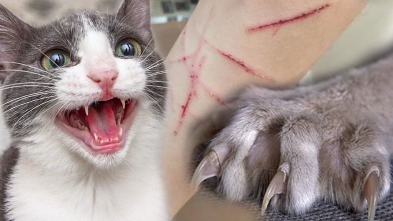 ប្រសិនបើ​ឆ្មា​-​សុនក​ខាំ​ ​តើ​យើង​ត្រូវ​ធ្វើ​យ៉ាងម៉េច​ខ្លះទៅ​?​?​ ​