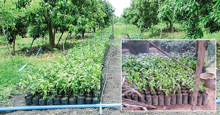 គ្រាន់តែ​បណ្តុះ​កូន​ស្វាយ​លក់​ ក៏អាច​រកបាន​ប្រាក់​ជាង​ 20លាន​រៀល​ដែរ​ក្នុង​ 1ឆ្នាំ​