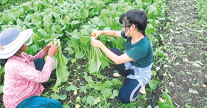 សហគមន៍​ស្វាយទាប​ចំណេញ​ពី​ដំណាំ​បន្លែ​សាលាដ​ និង​ស្ពៃចង្កឹះ​ខ្ទង់ម៉ឺន​ដុល្លារ​ក្នុង1ឆ្នាំ​