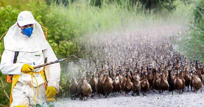 កសិករ​នៅ​ប្រទេស​អភិវឌ្ឍ​ន៍​ធំៗ​ ​ចាប់ផ្តើម​ប្រើ​សត្វ​ទា​ដោះស្រាយ​បញ្ហា​ជំនួស​ថ្នាំពុល​