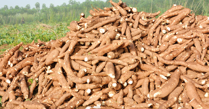 បាត់ដំបង​ផលិត​ពូជ​ដំឡូងមី​ដែល​គ្មាន​ជំងឺ​ និង​សត្វល្អិត​ បាន​ទិន្នផល​រហូតដល់​ 30តោន​ក្នុង​ 1ហិ​កតា​