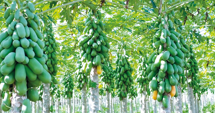 ផ្លែ​ល្ហុង​ មាន​តម្រូវការ​ទីផ្សារ​ខ្ពស់​ តែ​កសិករ​ពុំ​ទាន់​ផលិត​បាន​គ្រប់​តាម​តម្រូវការ​