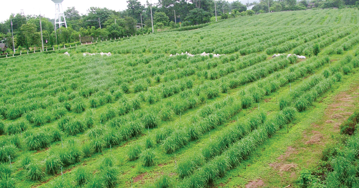 ដាំស្លឹកគ្រៃ ចំណាយតិច ចំណូលច្រើន មានតម្រូវការទីផ្សារខ្ពស់ តែមានភាពប្រកួតប្រជែងច្រើន