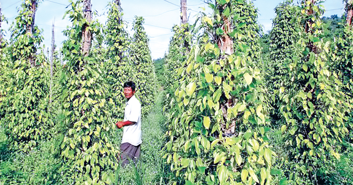 ឆ្នាំនេះ​ ម្រេច​កំពត​រំពឹង​បាន​ទទួល​ទិន្នផល​រួម​ដល់​ 90តោន​