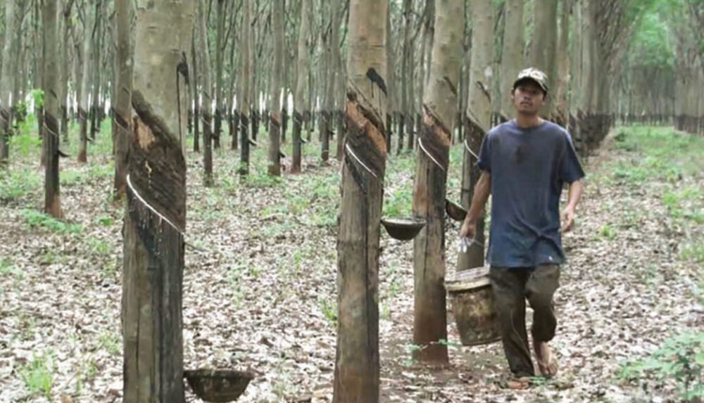 ​ត្រីមាស​ទី1​ ​ឆ្នាំនេះ​ ​កម្ពុជា​រកចំណូល​បាន​ជាង​ ​61លាន​ដុល្លារ​ពី​ការនាំចេញ​ជ័រកៅស៊ូ​ជិត​ ​5ម៉ឺន​តោន​ ​