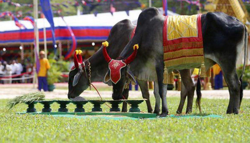 ព្រះរាជ​ពិធី​ច្រត់​ព្រះនង្គ័ល​ ​៖​ ​ផ្សង​ប្រផ្នូល​ ​របស់​គោឧសភរាជ​ ​ឆ្នាំនេះ​ ​ដំណាំស្រូវ​ ​ពោត​ ​សណ្ដែក​ ​នឹង​ ​បានផល​ល្អ​ ​