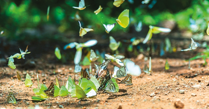 ទៅទស្សនា មេអំបៅរាប់លានក្បាលនៅក្នុង ឧទ្យានខេត្តស្រះកែវប្រទេសថៃ
