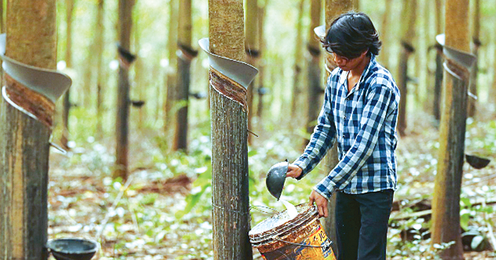 4ខែ​ដំបូង​ឆ្នាំនេះ​ កម្ពុជា​នាំចេញ​ជ័រកៅស៊ូ​បាន​ចំណូល​ជាង​ 82លាន​ដុល្លារ​