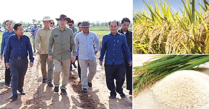 ក្រសួងកសិកម្មណែនាំដល់គ្រប់ភាគីពាក់ព័ន្ធ ក្នុងការស្រាវជ្រាវ ផលិត និងផ្សព្វផ្សាយ ប្រភេទពូជស្រូវកន្តុលសុទ្ធ Japonica