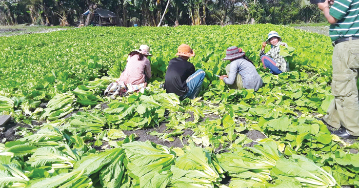 កសិ​កជំរុញ​ការផលិត​បន្លែ​សុវត្ថិភាព​ តែ​មិនទាន់​អាច​ពង្រីក​ខ្លួន​បំពេញ​តម្រូវការ​ទីផ្សារ​បាន​នៅឡើយ​