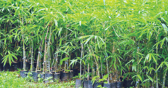 ដើម​ឫស្សី​សាង​ម៉ុង​ត្រូវ​បាន​គេ​នាំចូល​មក​ក្នុង​ទីផ្សារ​នៅ​ប្រទេស​កម្ពុជា​