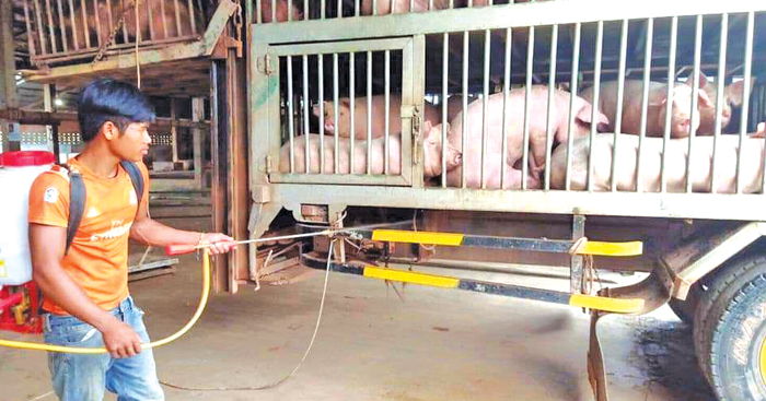 អ្នក​ចិញ្ចឹម​ជ្រូក​ លក់​ជ្រូក​ក្នុង​តម្លៃថោក​ ខណៈ​ជំងឺ​ប៉េស្ត​ជ្រូក​អាហ្វ្រិក​កំពុង​ឆ្លង​រាលដាល​ខ្លាំង​