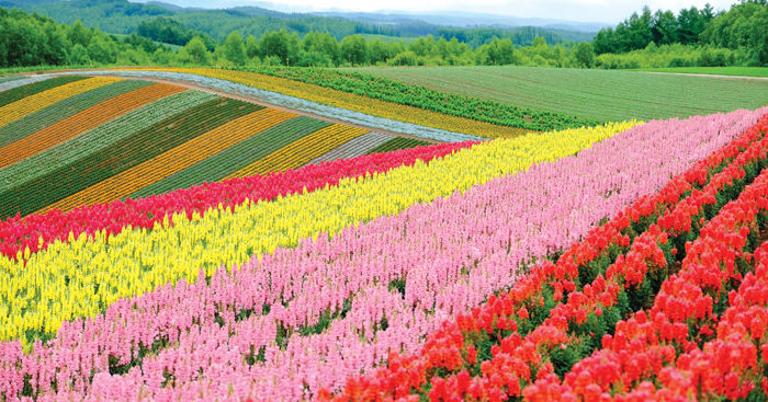 “វាល​ផ្កា​ ថេ​មបូ​ ឈិ​គិ​សៃ​ណូ​ អូ​កៈ​” ផ្ទាំង​ទស្សនីយភាព​ដែល​លាតសន្ធឹង​ពេញ​កោះ​ហុក​កៃ​ដូ​