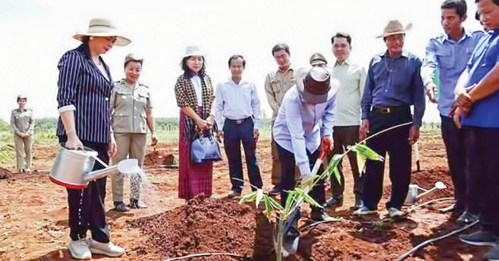 ស្រប​ពេល​ច្បាប់​អនុម័ត​ក្រុមហ៊ុន​ក្នុង​ស្រុក​វិនិយោគ​លើ​ដំណាំ​ឫស្សី​ នឹងអាច​ផ្គត់ផ្គង់​លើ​ទីផ្សារ​បាន​