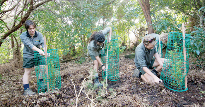 ពិភពលោក​ចាប់ផ្តើម​ដាំ​ដើមឈើ​ឡើងវិញ​ដើម្បី​សង្គ្រោះ​បរិស្ថាន​