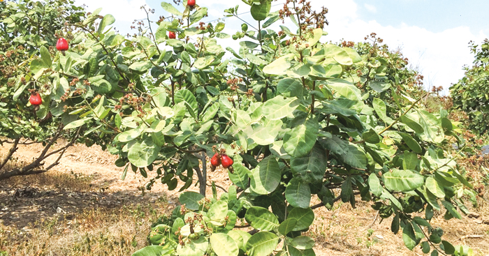 ផលិតផល​គ្រាប់ស្វាយ​ចន្ទី​កម្ពុជា​ កំពុង​ផ្គត់ផ្គង់​គ្រប់​ទីផ្សារ​ក្នុង​ស្រុក​ និង​ជំរុញ​ការនាំចេញ​