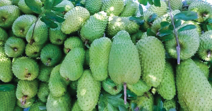 សហគមន៍​កសិកម្ម​ខេត្តកោះកុង​ កំពុង​ប្រមូល​ផល​ផ្លែទៀប​បារាំង​បំពេញ​តម្រូវការ​ទីផ្សារ​ក្នុង​ស្រុក​