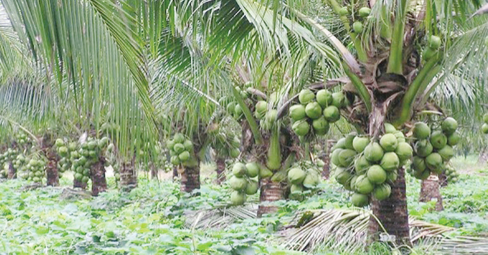 ផ្លែ​ដូងក្រអូប​ខ្មែរ​កំពុង​មាន​ទីផ្សារ​ល្អ​ និង​ត្រៀម​នាំចេញ​ទៅ​ទីផ្សារ​ក្រៅប្រទេស​